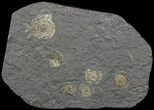 Dactylioceras Ammonite Cluster - Posidonia Shale #52911-1